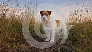 Cute happy dog puppy listening in the meadow grass, walking, hiking, travelling with pet