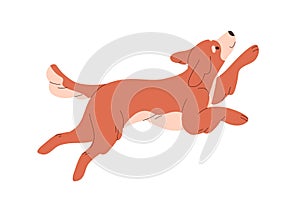 Cute happy dog running, rejoicing. Funny carefree puppy jumping. Doggy, canine animal. Adorable friendly bicolor pup in