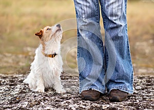 Cute happy dog sitting and looking to her trainer owner, outdoor puppy training