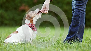 Cute happy dog sitting and looking to her trainer owner, puppy focus training