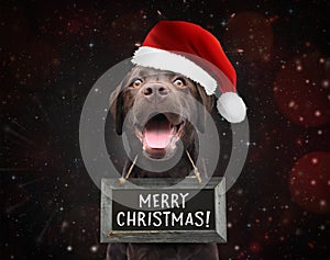 Cute happy dog wish you a merry christmas wearing a sign board with christmas quote