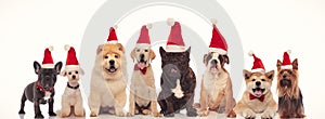 Cute happy dogs wearing santa claus hats