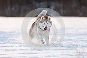 Cute, happy and free beige and white dog breed siberian husky running on the snow path in the field