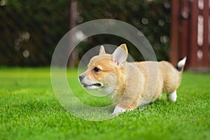 Cute happy full of energy welsh corgi pembroke puppy playing running on a green grass in the garden