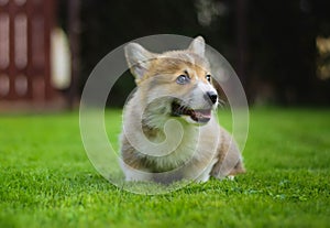 Cute happy full of energy welsh corgi pembroke puppy playing sitting on a green grass in the garden
