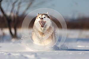 Cute, happy and funny beige and white dog breed siberian husky running on the snow in the winter field