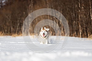 Cute, happy and funny beige and white dog breed siberian husky running on the snow in the winter field