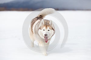 Cute, happy and funny beige and white dog breed siberian husky with tonque out walking on the snow in the winter field