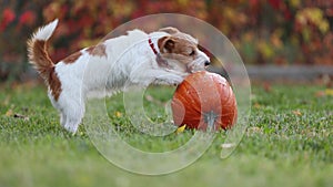 Cute happy funny playful pet dog puppy playing with a pumpkin