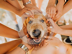 happy Golden Retriever dog with manr hand on his. park in background