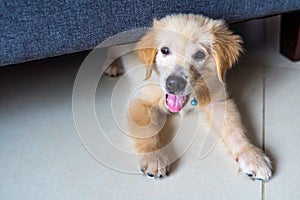 Cute and happy golden retriever puppy lying under sofa
