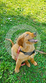 Cute happy golden retriever puppy in nature on a sunny day