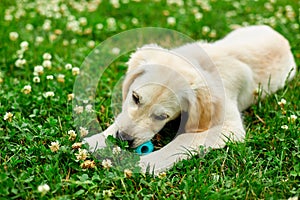 Cute happy golden retriever, puppy outdoor on the grass