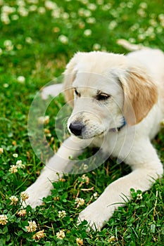 Cute happy golden retriever, puppy outdoor on the grass