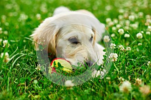 Cute happy golden retriever, puppy outdoor on the grass