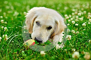 Cute happy golden retriever, puppy outdoor on the grass