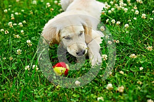 Cute happy golden retriever, puppy outdoor on the grass