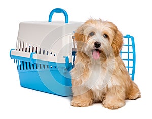 Cute happy havanese puppy dog is sitting before a pet crate