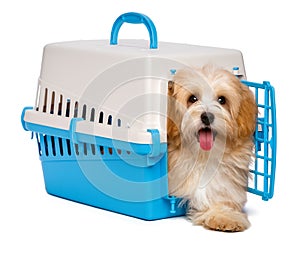 Cute happy havanese puppy dog is step out from a pet crate