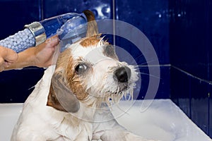 CUTE AND HAPPY JACK RUSSELL DOG STANDING ON TWO LEGS BEGGING FOO