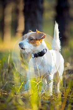 Cute happy jack russell terrier pet dog puppy listening in the grass.