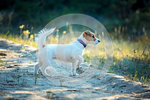 Cute happy jack russell terrier pet dog puppy listening in the grass.