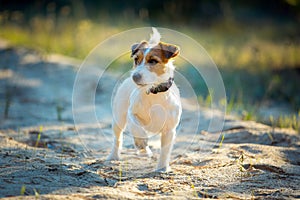 Cute happy jack russell terrier pet dog puppy listening in the grass.