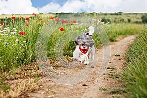 Cute,happy and joyful Bichon Havanese dog running and jumping on a pathway in between green glade on a bright sunny day