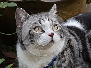 Cute happy kitty cat relaxing in outdoor garden at home