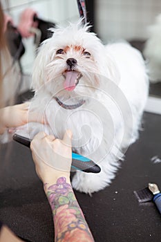 Cute happy little dog at grooming salon