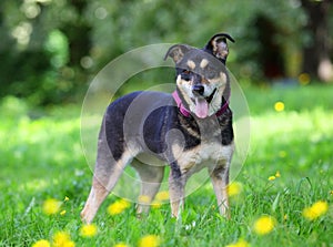 Cute happy mongrel dog with mouth open standing on green grass