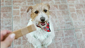 Cute happy pet dog begging, waiting for and chewing snack treat, puppy training