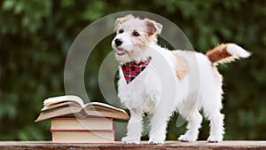 Cute happy pet dog listening and wagging tail with books, back to school or puppy training