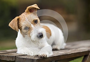 Cute happy pet dog puppy thinking and listening with ears