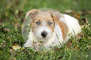 Cute happy pet dog puppy waiting in the grass