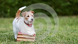 Cute happy pet dog waiting on the books, back to school or puppy training