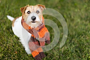 Cute happy pet dog wearing autumn winter scarf, flu concept