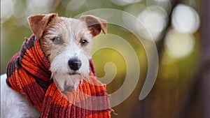 Cute happy pet dog wearing autumn winter scarf, flu concept