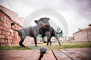 cute happy pet dogs perros felices photo