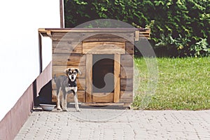 Cute happy puppy dog near his house on a sunny day. Dog booth. House for an animalï¿½ The dog protects the territory