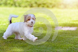 A cute, happy puppy running on green summer grass