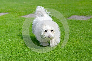 Cute, happy puppy running on summer green grass