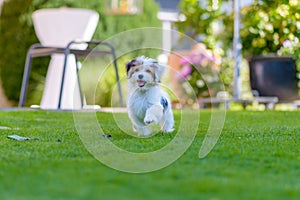 Cute, happy puppy running on summer green grass