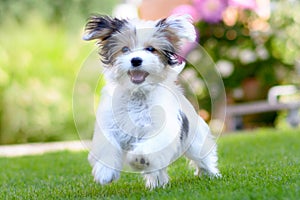 Cute, happy puppy running on summer green grass