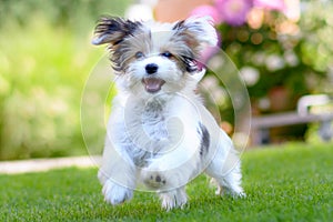 Cute, happy puppy running on summer green grass