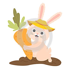 Cute happy rabbit in vegetable garden bed with big carrots. Harvesting, funny farmer. Vector illustration for childrens