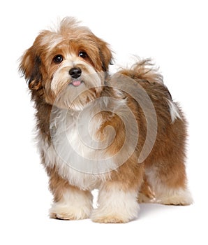 Cute happy red parti colored havanese puppy