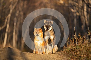 Cute and happy red shiba inu dog and shikoku dog sitting in the forest at sunset in fall