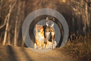 Cute and happy red shiba inu dog and shikoku dog sitting in the forest at sunset in fall