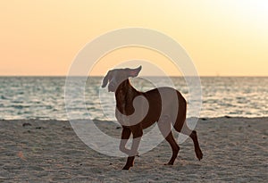 Cute happy running brown dog portrait. Red Sea shore. Sunny beach and sea with sunset golden light water landscape. Day rest at